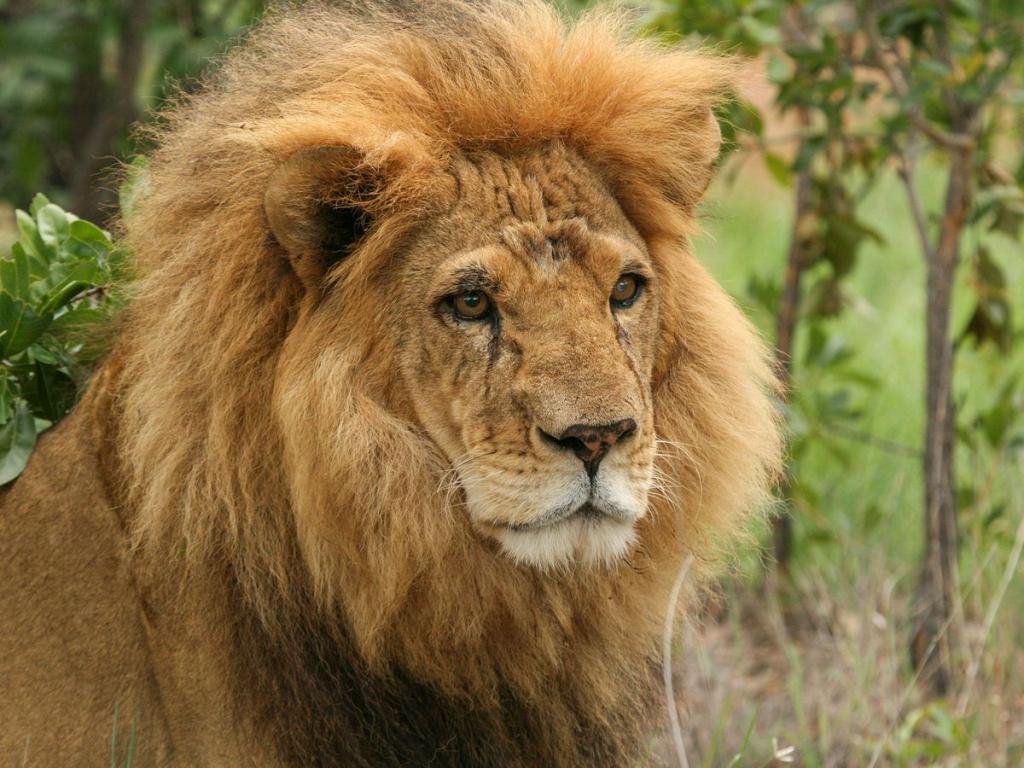 Trafic de faune : un Indien et un Nigérien interpellés avec 48 griffes de Lion